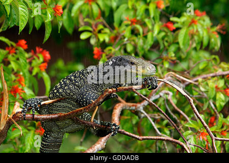 Krokodil-Monitor, Varanus Salvadorii, Erwachsenen thront in Baum Stockfoto