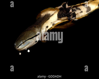 Hilaire des Sideneck Schildkröte, Phrynops Hilarii, Erwachsene Stockfoto