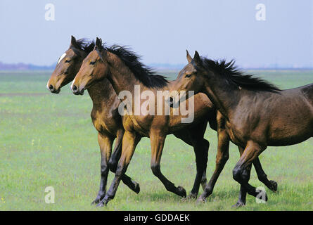 Nonius Pferd Trab durch die Puszta in Ungarn Stockfoto