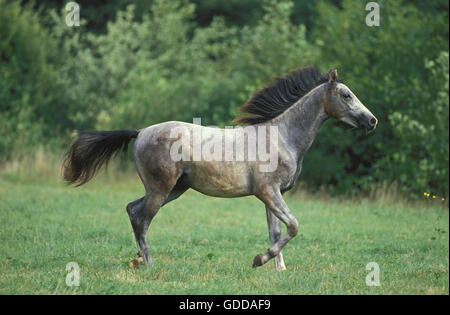 SHAGYA-PFERD, HENGST AUF DER WEIDE TRABEN Stockfoto