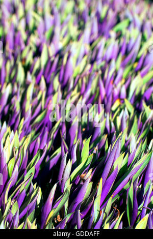Schöne Unschärfe Perspektive violett grün gelb Garten Blume Textur für Display bunte detaillierte weich Riviera Maya, Mexiko Stockfoto