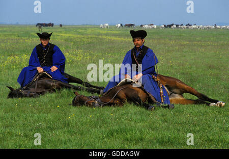 Nonius Pferd, Reiter der Puszta in Ungarn Stockfoto