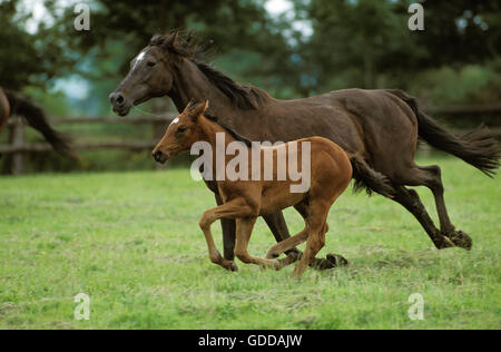 Englische Vollblut Pferd, Stute mit Fohlen im Galopp durch Fahrerlager Stockfoto