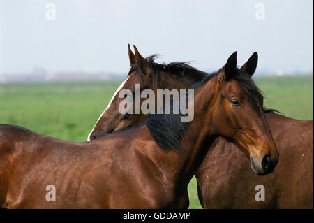 Nonius Pferd, Rasse wohnen in Puszta, Ungarn Stockfoto