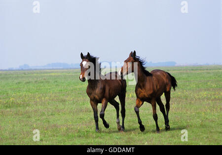 Nonius-Pferde in der Puszta, Ungarn Stockfoto