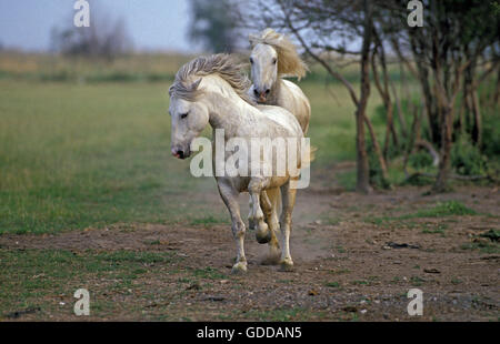 Camargue-Pferde Stockfoto