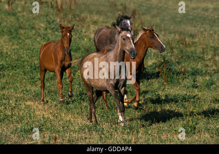 ARABISCHES PFERD, HERDE IM PADDOCK IM GALOPP Stockfoto