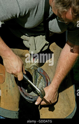 Schmied mit Percheron Pferd, schlagen in neu eingesetzte Pferde Schuh Nagel Stockfoto