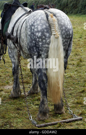 Percheron Pferd bei der Arbeit, ein Zugpferd aus Frankreich Stockfoto