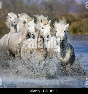 Camargue-Pferd, Herde im Sumpf, Saintes Marie De La Mer in der Camargue, im Süden Frankreichs Stockfoto