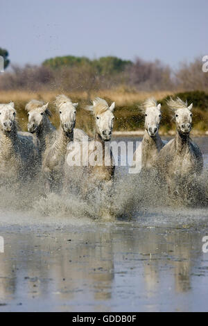 Camargue-Pferde, Herde im Sumpf, Saintes Marie De La Mer in Südfrankreich Stockfoto