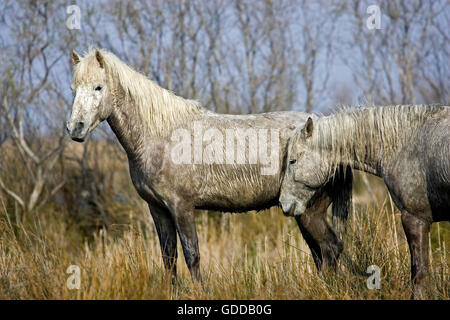 Camargue-Pferd, Pferde stehen im Sumpf, Saintes Marie De La Mer in Süd-Ost-Frankreich Stockfoto