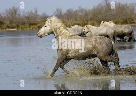 CAMARGUE-PFERD, HERDE IN WASSER, SAINTES MARIE DE LA MER IN SÜDFRANKREICH Stockfoto