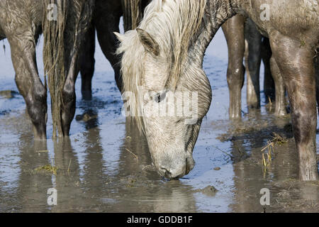 Camargue Pferd trinken am Sumpf, Saintes Marie De La Mer in Südfrankreich Stockfoto