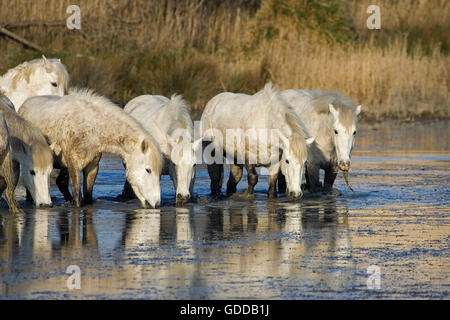 CAMARGUE-PFERD, HERDE, TRINKWASSER, SAINTES MARIE DE LA MER IN SÜDFRANKREICH Stockfoto