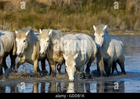 CAMARGUE-PFERD, HERDE IN SUMPF, SAINTES MARIE DE LA MER IN SÜDFRANKREICH Stockfoto