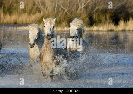 Camargue-Pferde, Herde im Sumpf, Saintes Marie De La Mer in Südfrankreich Stockfoto