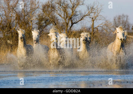 Camargue-Pferde, Herde im Sumpf, Saintes Marie De La Mer in Südfrankreich Stockfoto