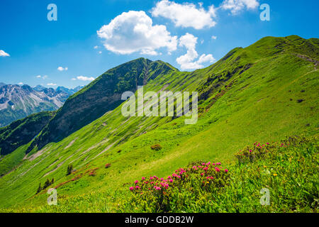 Alpenrosen blühen, Rhododendron, in der Fellhorn 2038 m, Allgäuer Alpen, Bayern, Deutschland, Europa Stockfoto