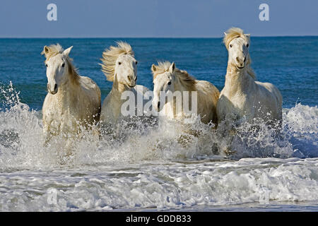 Camargue-Pferde, Herde im Galopp am Strand, Saintes Marie De La Mer in Südfrankreich Stockfoto