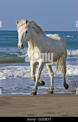 Camargue-Pferd, Erwachsene im Trab am Strand, Saintes Marie De La Mer in der Camargue, im Süden Frankreichs Stockfoto