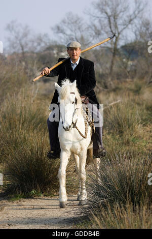 Camargue-Pferd, Mann auf der Suche nach Herde, Saintes Marie De La Mer in Süd-Ost-Frankreich Stockfoto