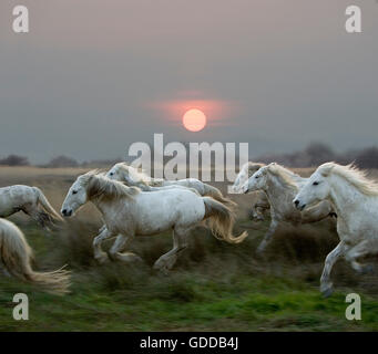 CAMARGUE-PFERD, BEI SONNENUNTERGANG, GALOPPIERENDE HERDE SAINTES MARIE DE LA MER IN SÜDFRANKREICH Stockfoto