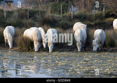 Camargue-Pferd, Herde trinken im Sumpf, Saintes Marie De La Mer in Süd-Ost-Frankreich Stockfoto