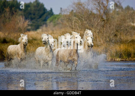 Camargue-Pferd, Herde stehend im Sumpf, Saintes Marie De La Mer in der Camargue, im Süden Frankreichs Stockfoto