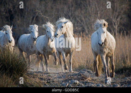 Camargue-Pferde, Herde, Saintes Marie De La Mer in Südfrankreich Stockfoto