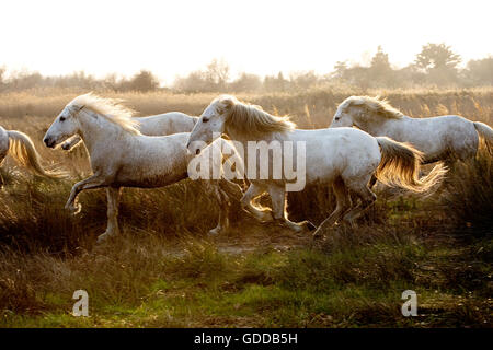 Camargue-Pferde, Herde im Galopp, Saintes Marie De La Mer in Südfrankreich Stockfoto