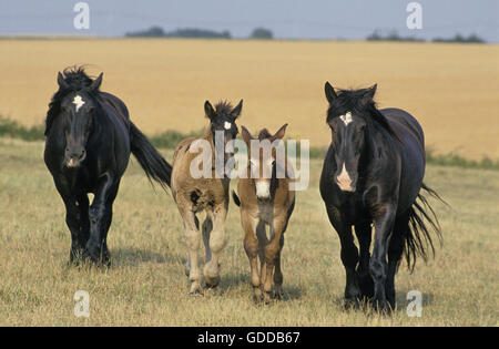 STUTE MULASSIERE DU POITOU UND MAULTIER FOHLEN AUF WIESE Stockfoto