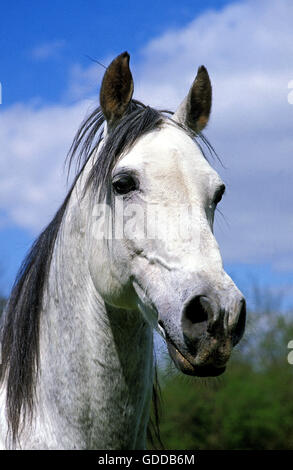 ANDALUSIER, LEITER DER HENGST Stockfoto