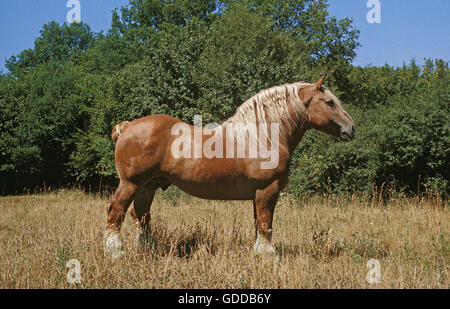 POSTIER BRETON, FRISCH GEZAPFTES PFERD, HENGST, STEHEND AUF GRASLAND Stockfoto