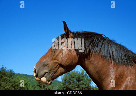 COB NORMAND PFERD, PORTRÄT VON ERWACHSENEN Stockfoto