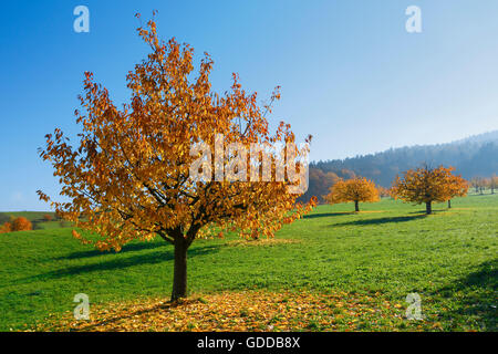 Kirschbäume im Herbst, Prunus Avium, Schweiz Stockfoto