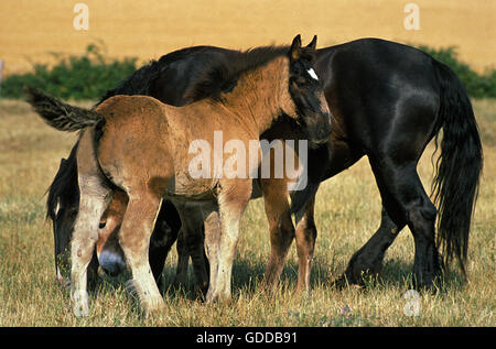 MULASSIERE DU POITOU UND MAULTIER, STUTE MIT FOHLEN Stockfoto