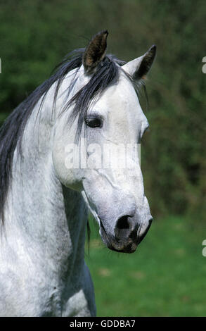 Andalusier, Portrait des Hengstes Stockfoto