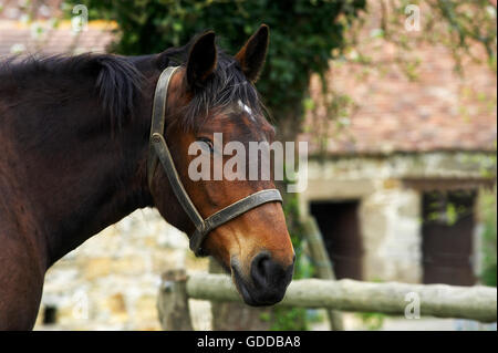 COB Normand Horse, ein Zugpferd Rasse aus der Normandie, Porträt mit Halter Stockfoto