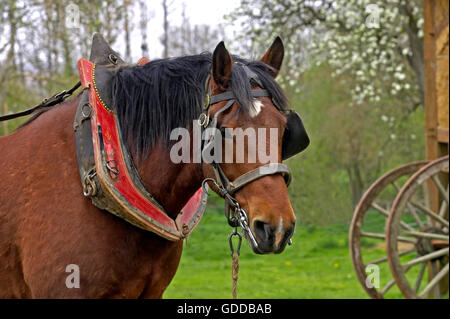 Geharnischten Cob Normand Horse Stockfoto