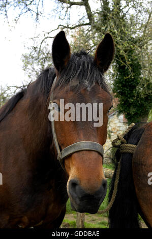 COB Normand Horse, ein Zugpferd Rasse aus der Normandie, Porträt mit Halter Stockfoto