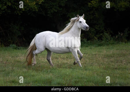 Connemara Pony, Stute im Trab durch Wiese Stockfoto