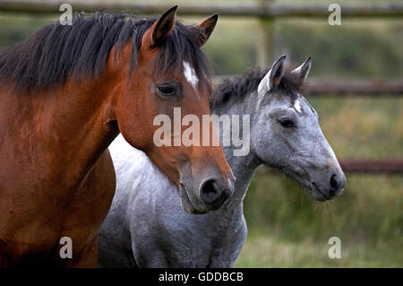 Connemara Pony, Porträt von Stute und Fohlen Stockfoto