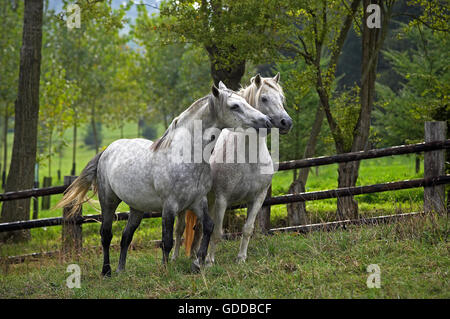 Connemara Pony stehen im Fahrerlager Stockfoto