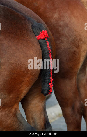 Zugpferd, close-up geflochten, Schwanz Stockfoto