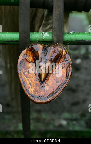 Hufschmied Hufbeschlag Zugpferd Stockfoto
