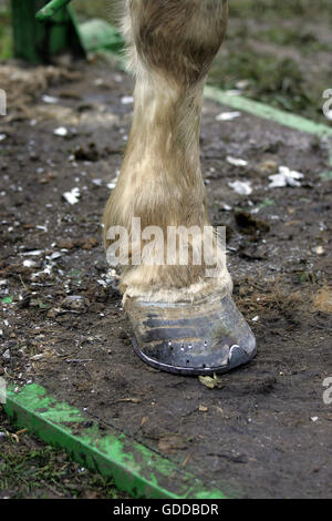 Hufschmied Hufbeschlag Zugpferd Stockfoto
