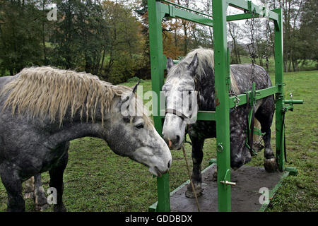 Hufschmied Hufbeschlag Zugpferd Stockfoto