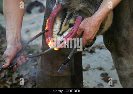 SCHMIED SHODING EIN PFERD, EIN ROTES HEIßES EISEN AUF DEN HUF-BRANDING Stockfoto