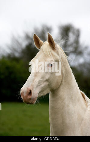 Achal Tekkiner Pferderasse aus Turkmenistan, Porträt von Mare Stockfoto